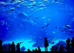 Leto 2024, letovanje - Hurgada - Hoteli: Veliki akvarijum